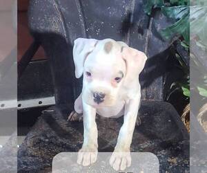 Boxer Puppy for sale in ARTHUR, IL, USA