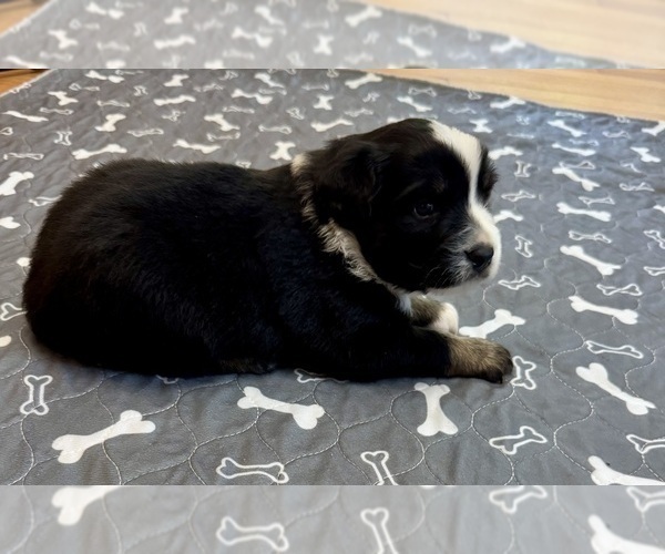 Medium Photo #15 Australian Shepherd Puppy For Sale in SALISBURY, NC, USA