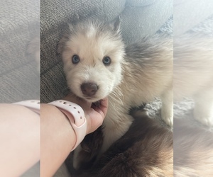 Siberian Husky Puppy for sale in NEWPORT NEWS, VA, USA