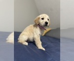 Small Photo #2 Golden Retriever Puppy For Sale in WINDER, GA, USA