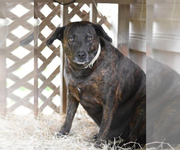 Medium Photo #1 Plott Hound-Unknown Mix Puppy For Sale in Brewster, NY, USA