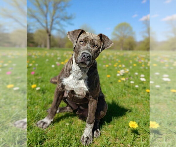 Medium Photo #18 Pointer-Unknown Mix Puppy For Sale in Talladega, AL, USA