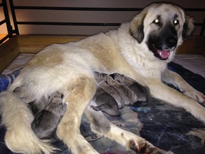 Anatolian Shepherd Puppy for sale in BULLS GAP, TN, USA