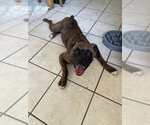 Small #3 Boxer