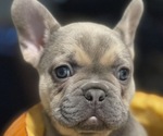 Small Photo #1 French Bulldog Puppy For Sale in DALLAS, NC, USA