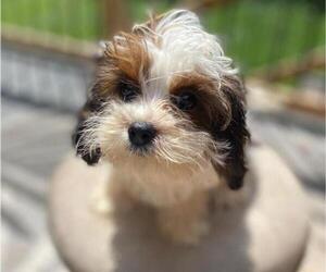 Cavapoo Puppy for sale in HICKORY, NC, USA