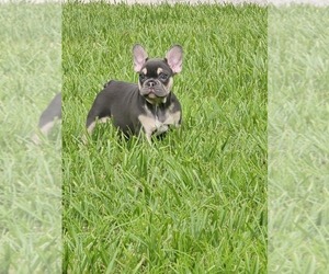 French Bulldog Puppy for sale in NORTH PORT, FL, USA