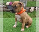 Small Photo #5 Boxer Puppy For Sale in ARTHUR, IL, USA