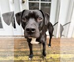 Small Photo #1 American Pit Bull Terrier-Labrador Retriever Mix Puppy For Sale in Bellevue, WA, USA