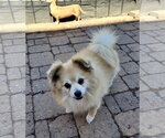 Small #4 Pomeranian