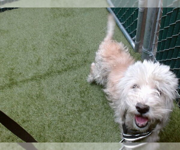 Medium Photo #1 Mutt Puppy For Sale in Downey, CA, USA