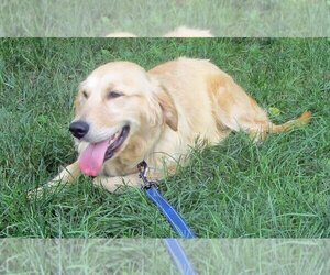 Golden Retriever Dogs for adoption in Grovertown, IN, USA