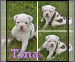 Small #2 Olde English Bulldogge