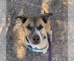 Small Photo #83 Black Mouth Cur-Boxer Mix Puppy For Sale in Kanab, UT, USA