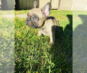 French Bulldog Puppy for sale in SACRAMENTO, CA, USA