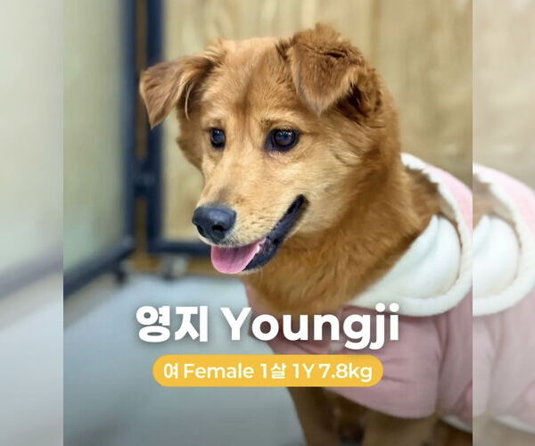 Medium Photo #1 Mutt Puppy For Sale in Agoura Hills, CA, USA