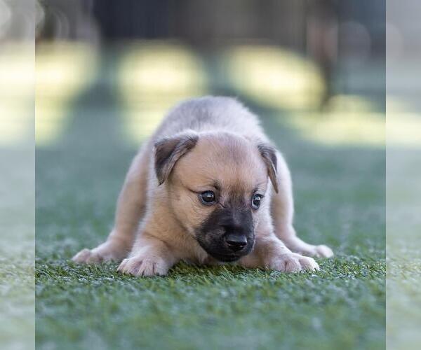 Medium Photo #2 Dachshund-Unknown Mix Puppy For Sale in San Diego, CA, USA