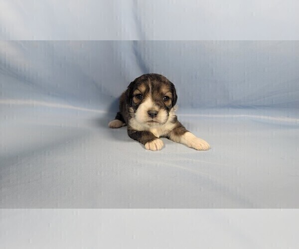 Medium Photo #8 Bernedoodle (Miniature) Puppy For Sale in BLACK FOREST, CO, USA