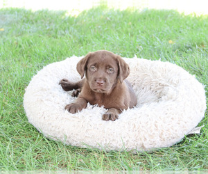 Labrador Retriever Puppy for sale in SYRACUSE, IN, USA