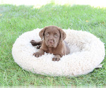 Small Labrador Retriever
