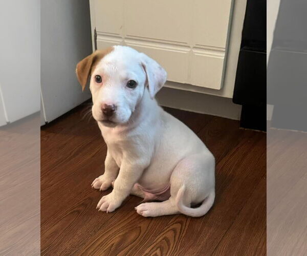 Medium Photo #29 Bullboxer Pit Puppy For Sale in Germantown, OH, USA