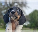 Small Photo #9 Dachshund Puppy For Sale in CHOCTAW, OK, USA