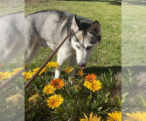 Marlee - Female Siberian Husky Dog for Adoption - Photo #2