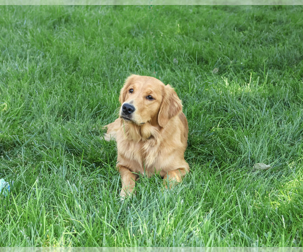 Medium Photo #2 Golden Retriever Puppy For Sale in SYRACUSE, IN, USA