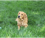 Small #1 Golden Retriever