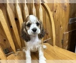 Small #1 Cocker Spaniel