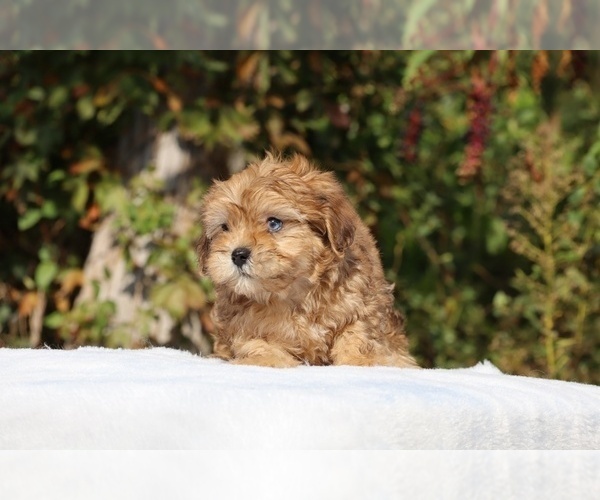 Medium Photo #1 ShihPoo Puppy For Sale in DYERSBURG, TN, USA