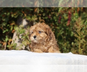 ShihPoo Puppy for sale in DYERSBURG, TN, USA