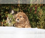 Image preview for Ad Listing. Nickname: Sable