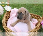 Small #2 Cane Corso