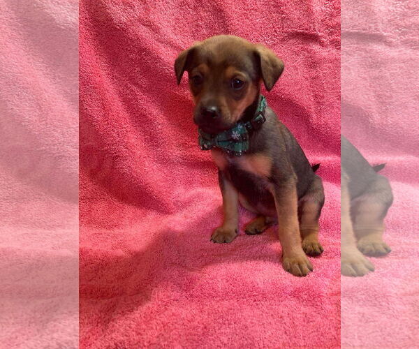 Medium Photo #1 Mutt Puppy For Sale in Kannapolis, NC, USA