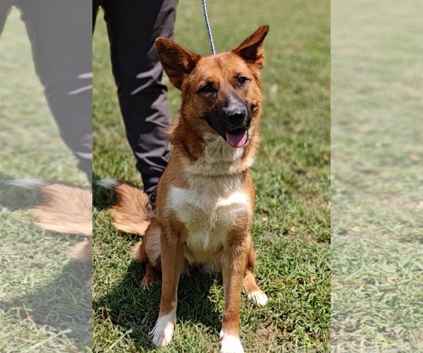 Medium Photo #9 Mutt Puppy For Sale in Talladega, AL, USA