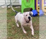 Small #4 American Bulldog Mix