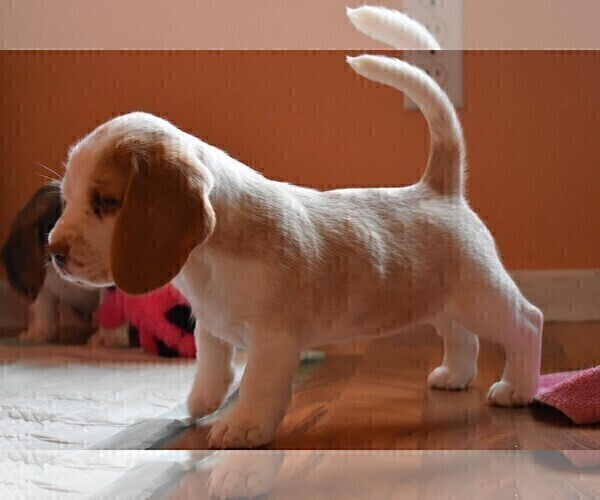 Medium Photo #2 Beagle Puppy For Sale in REASNOR, IA, USA