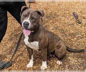 Kassidy - Female Mutt Dog for Adoption - Photo #3