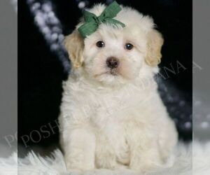 Medium Maltipoo (Miniature)