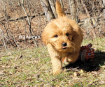 Small Photo #5 Goldendoodle Puppy For Sale in MILFORD, MI, USA