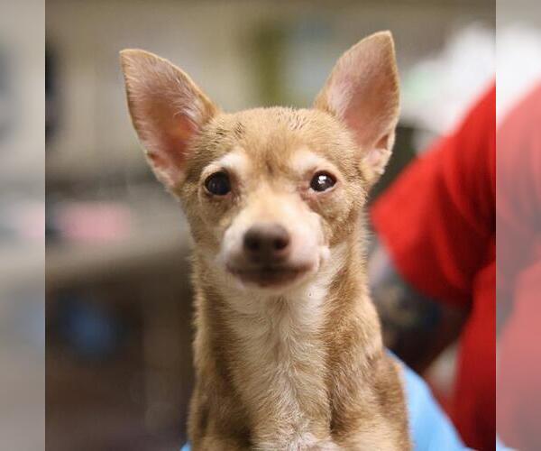 Medium Photo #1 Chihuahua-Unknown Mix Puppy For Sale in San Antonio, TX, USA