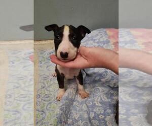 Bull Terrier Puppy for sale in BLOOMINGTON, IN, USA