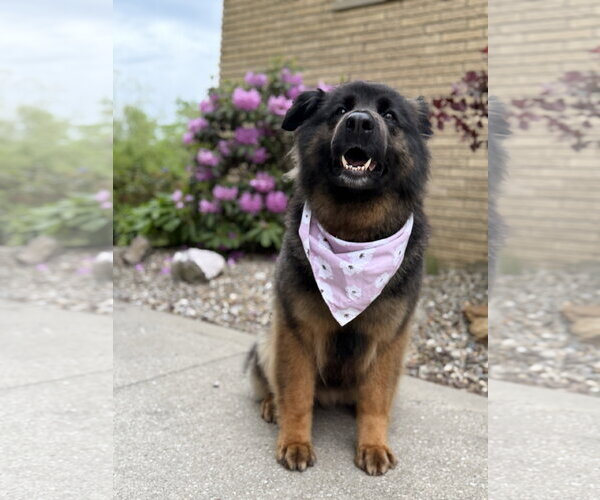 Medium Photo #3 German Shepherd Dog Puppy For Sale in North Royalton, OH, USA