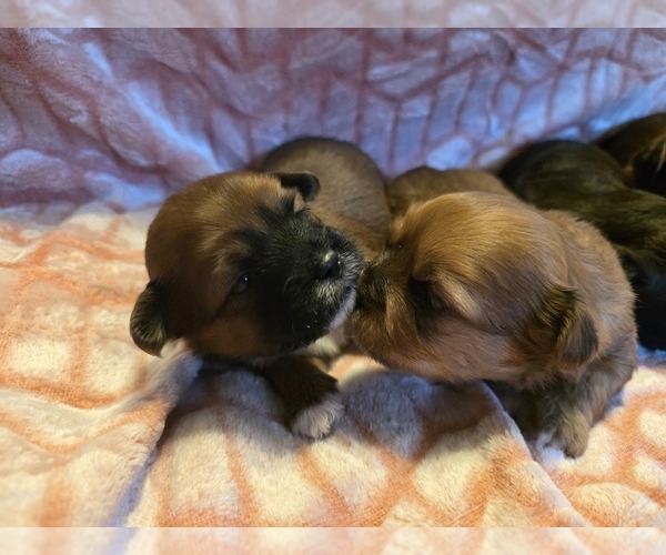 Medium Photo #3 Shorkie Tzu Puppy For Sale in MATTOON, IL, USA