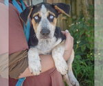 Small #2 Australian Shepherd-German Shepherd Dog Mix