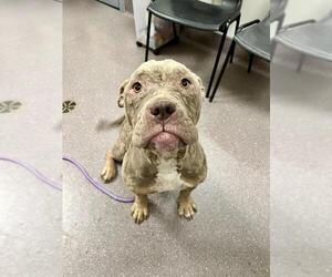 American Pit Bull Terrier Dogs for adoption in Tracy, CA, USA
