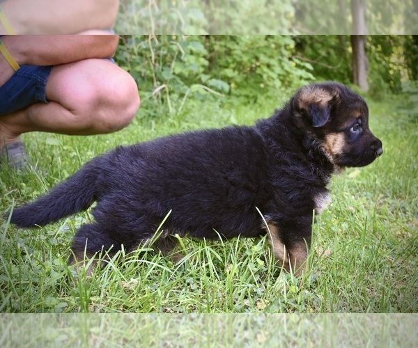 Medium Photo #5 German Shepherd Dog Puppy For Sale in MAPLE GROVE, MN, USA