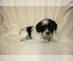 Small #2 Poovanese