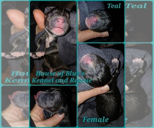 American Pit Bull Terrier Puppy for sale in DELAWARE, OH, USA